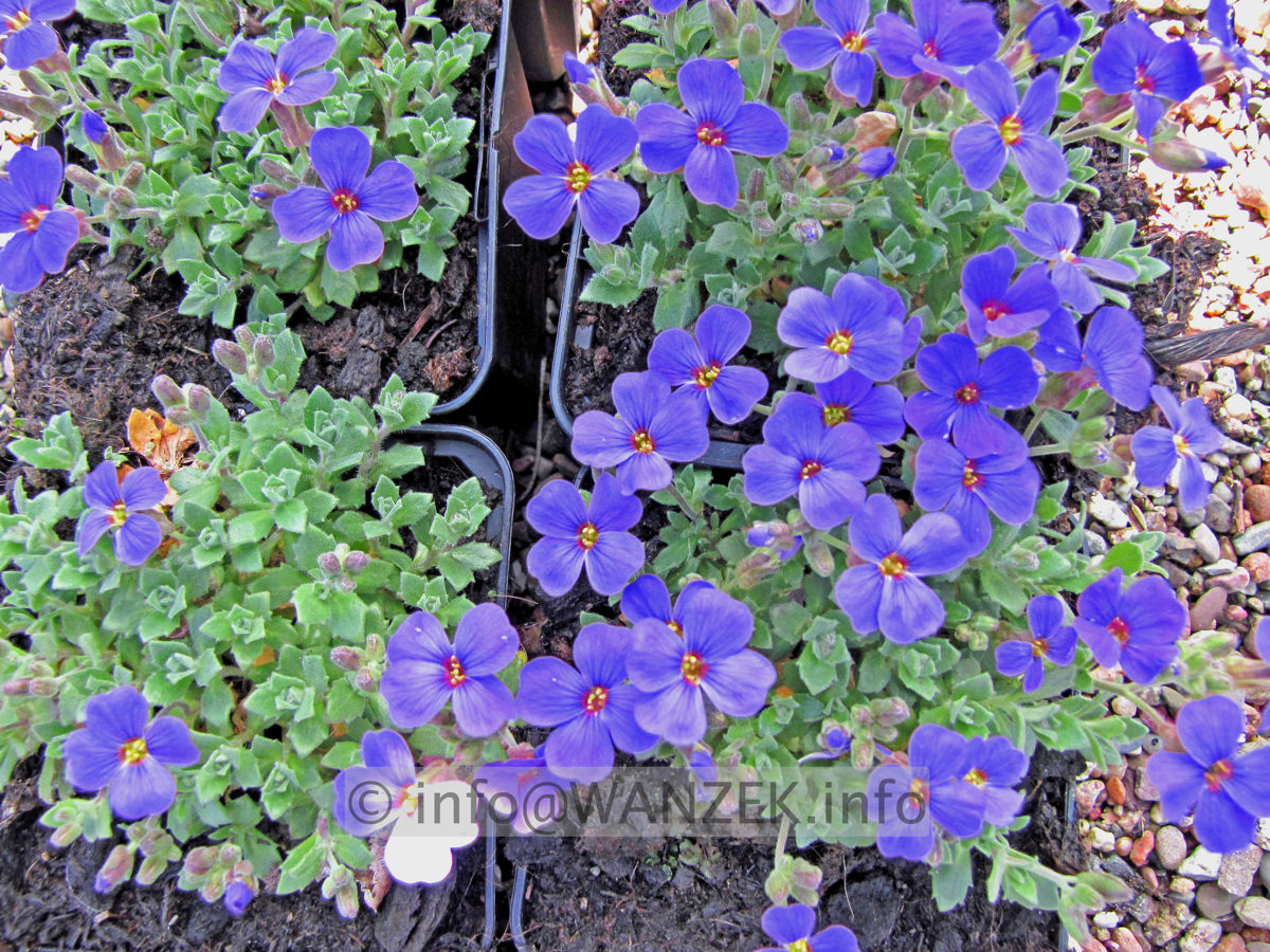Aubrieta Hamburger Stadtpark (Mittags).JPG